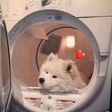小狗狗偷吃月亮🌙头像