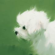 光看怪狗瓜筐扣的个人资料头像