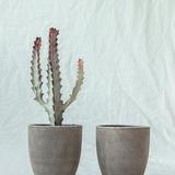 乐观埃利森7A2头像