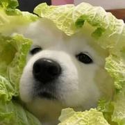 用户6257377523235的个人资料头像