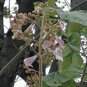 豫一介布衣头像