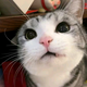 猫哥的朋友圈头像