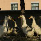 leftjoin的个人资料头像