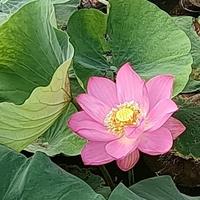 寻香品茗007头像