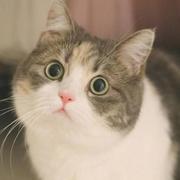 Voctex13368的个人资料头像