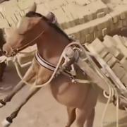 EchoMind0的个人资料头像