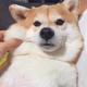 正大光明菠萝VgF头像