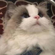Ponderlife的个人资料头像