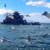 智勇双全遥远的快乐头像