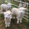 东大虎头像