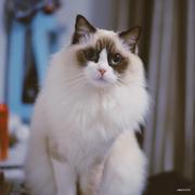 捂耳聴風的个人资料头像