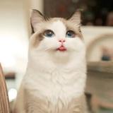 宠悦猫猫小家头像