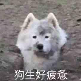 印第安的牛仔很忙头像