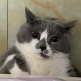 花儿与肥猫头像