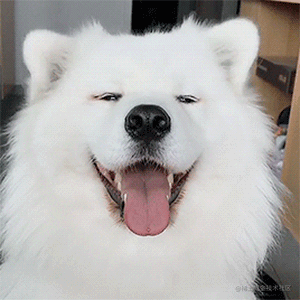 龙猫不是猫啊的个人资料头像