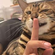 深拥i小褚的个人资料头像