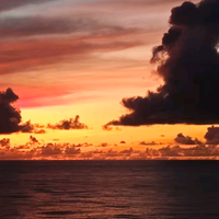 犯错的鸵鸟头像