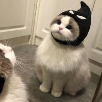 骑摩托车时常两年半头像