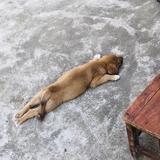谢小毛头像