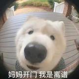 kid2022头像