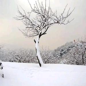 轻雾山林头像