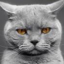 Symphony就是我的个人资料头像