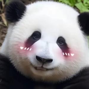 七杀的宠物统子头像