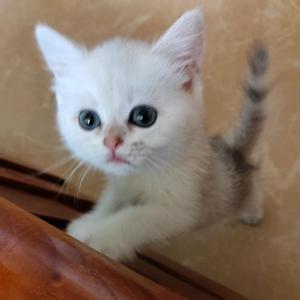 猪咪的成长记录头像