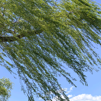 老管走山沟头像