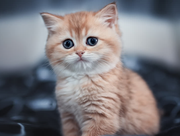 橘猫吃不胖的个人资料头像