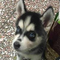 罗小黑黑小罗头像