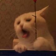 NewLight的个人资料头像