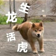 Dongle1218的个人资料头像
