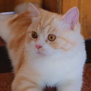 爱玲同学的个人资料头像