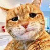 未来未必来411头像