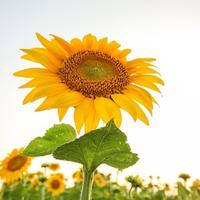 拔出萝卜带出了泥头像