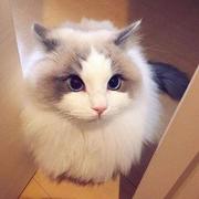 前端金子儿的个人资料头像