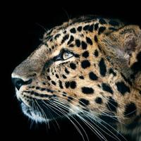 艰难的时光981头像