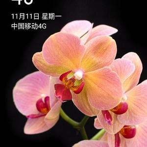 东莞市石排晟滕纸品加工厂头像