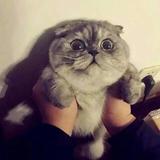 于万万头像