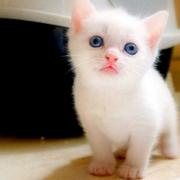 menghui_ye的个人资料头像