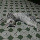 鹏同志71025的个人资料头像