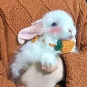 Chelsea960的个人资料头像