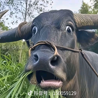 小酌怡情univ头像