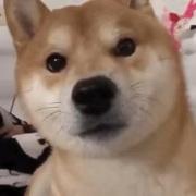 我一天两升水的个人资料头像
