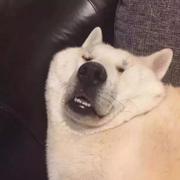 SENS的个人资料头像
