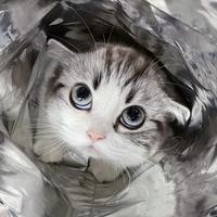 我要承包整片鱼塘头像