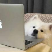 郭包rou的个人资料头像