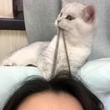哼哼哈嘿诶嘿呦头像