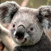 wszgrcy的个人资料头像